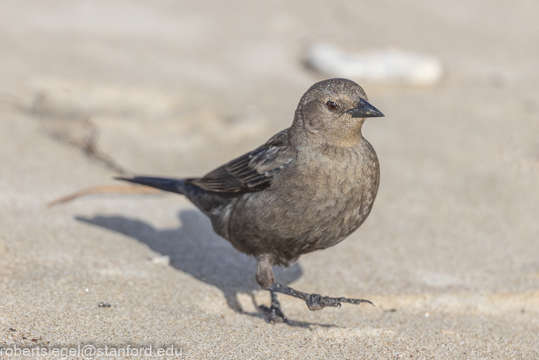 Gaviota State Park